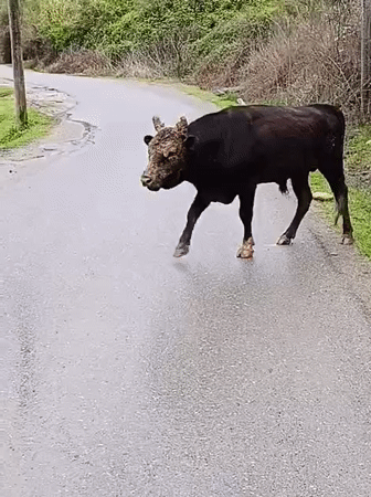 Cattle spotted grazing in rural Abkhazia fields Tuesday morning