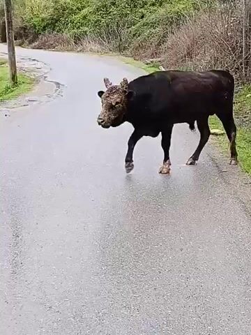 A black bull, covered in mud, walks across a wet asphalt road on a cloudy day. Several cows graze in the green grass to the side of the road. A white, one-story building can be seen on the right. The bull pauses momentarily, then continues walking.