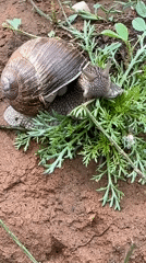 Garden snails observed in residential Chaikovsky, Russia