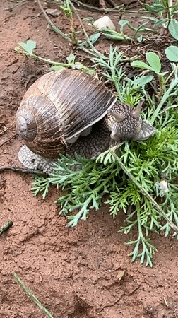 Garden snails observed in residential Chaikovsky, Russia