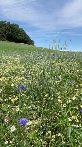 The video pans across a field of wildflowers under a blue sky with wispy white clouds. The foreground is dominated by a dense mix of white daisies, purple cornflowers, and red poppies, interspersed with tall green grasses. In the background, a gently sloping green hill is visible, topped with a line of trees on the left and a more distant, tree-covered hill on the right. The scene is peaceful and appears to be a natural landscape.