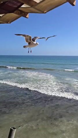 The video pans across a coastal scene. In the foreground, a wooden structure with a fabric roof is visible, suggesting a balcony or patio. Two seagulls fly through the air. The closest seagull is in mid-flight, with its wings spread wide. The second seagull is further in the distance and also in flight. Below the seagulls, the ocean stretches out to the horizon, with waves crashing onto a sandy beach. The beach is lined with cliffs and buildings, indicating a populated coastal area. People can be seen walking on the beach. The sky is a clear blue with a few white clouds. The camera then zooms out to reveal more of the coastline and the buildings perched on the cliffs. A wooden chair is visible on the balcony in the foreground.
