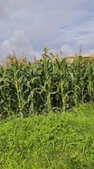 Rural life documented in Bukuru, Nigeria through personal recordings