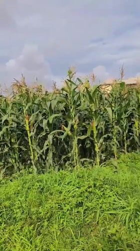 Rural life documented in Bukuru, Nigeria through personal recordings