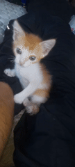 Lazy morning in Karawang: kittens, bonsai, and casual selfies