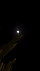 Half-moon observed through foliage in North Kuta evening sky