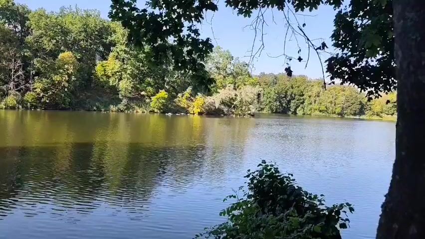 The video shows a calm lake with trees lining its shores. The sun is shining, casting reflections on the water. In the foreground, there is a large tree trunk on the right side of the frame, with branches and leaves obscuring some of the view. The water is a deep blue with ripples, indicating a gentle breeze. The trees on the opposite shore are lush and green, with some hints of yellow and orange foliage, suggesting it might be early autumn. The sky is a clear, bright blue. There are no people or animals visible in the frame. The overall impression is one of a peaceful, natural landscape.