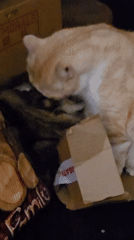 Orange tabby and Maine Coon share a quiet nuzzle indoors.