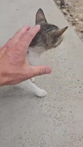 A hand is petting a small tabby and white cat. The cat is on a concrete surface. The cat's eyes are closed, and it appears to be enjoying the petting. The hand is moving down the cat's back. The cat is facing towards the viewer.