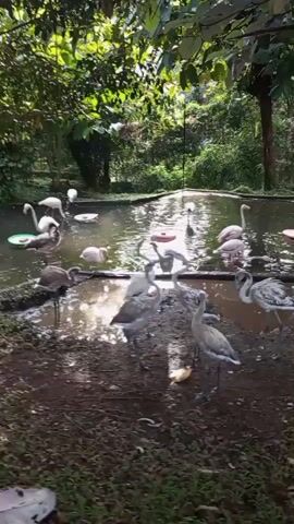 A group of flamingos are gathered around a muddy pond in a lush, green environment. Some of the flamingos are standing in the shallow water, while others are on the muddy bank. They are mostly pink and white, with some juvenile flamingos appearing gray. The trees overhead provide shade, and sunlight filters through the leaves. The scene appears to be a wildlife sanctuary or a zoo enclosure.