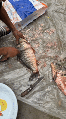 Fish cleaning observed in Tashkent market area