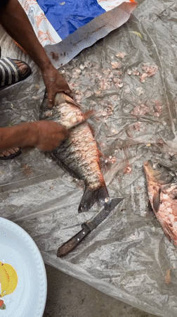 Fish cleaning observed in Tashkent market area