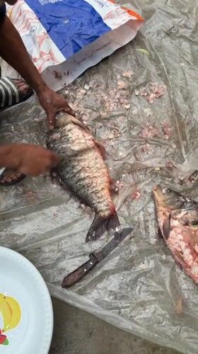 Fish cleaning observed in Tashkent market area