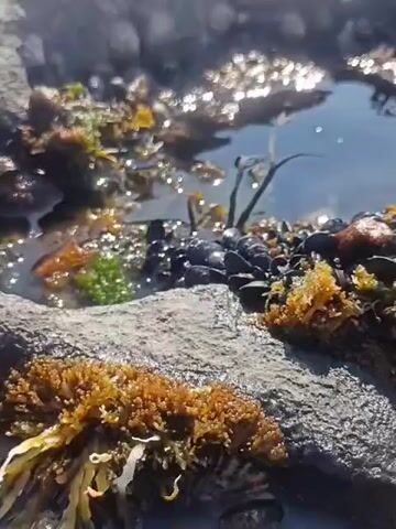 A close-up video shot from a low angle shows a tide pool teeming with life. Sunlight glints off the surface of the clear water, revealing rocks encrusted with mussels, barnacles, and various species of seaweed. The seaweed varies in color from deep brown and orange to vibrant green, creating a textured landscape. Mussels cluster together on the rocky surfaces, their dark shells contrasting with the lighter hues of the algae and rocks. A limpet is visible on one of the rocks. The scene captures the dynamic ecosystem of a coastal tide pool.