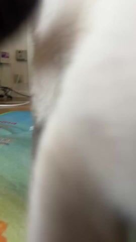 The video shows a close-up view of a cat's face and paw. The cat has gray and white fur, and its nose is a combination of gray and white. The paw is gray. The background is a light green fabric with a colored design. The cat is close to the camera. The cat's fur appears soft and fluffy.