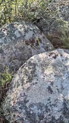 The video shows a close-up view of large rocks partially covered in lichen, with dry grass growing around them. The camera then pans upwards and to the right, revealing a more expansive view of a hillside covered in tall, dry grass and green vegetation. In the background, a clear blue sky is visible above a distant landscape of trees, hills, and a body of water. Houses and other structures are scattered among the trees on the hillside. The scene appears to be outdoors in a natural environment, possibly a rural or semi-rural area, under bright daylight conditions. There are no people or animals visible in the video.