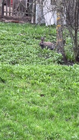The video shows a gray-brown rabbit sitting in a grassy area. The rabbit is in the middle ground of the shot, near a tree with bare branches. The grass appears lush and green, interspersed with dandelions. Behind the rabbit and tree, there is a partially visible wooden structure, possibly a fence or shed. A white sheet or tarp is draped over a portion of the structure. The camera is static, capturing the scene from a medium distance.