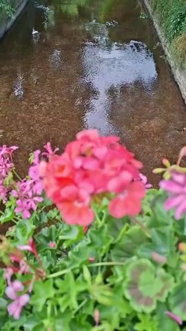 A high-angle, slightly shaky video shows a narrow, slow-moving stream with a rocky bottom. The water is clear and reflects the surrounding green trees and foliage. On the lower edge of the frame, out of focus, are bright pink and red flowers, likely geraniums, with green leaves. The stream is bordered by stone walls and overgrown vegetation. The overall impression is of a peaceful, natural setting.