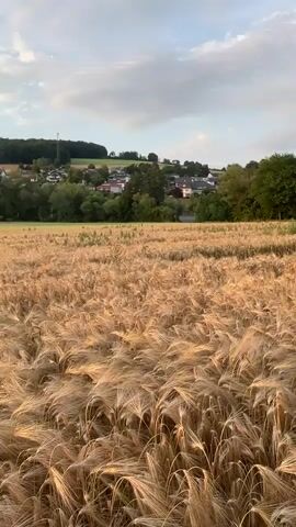 A video shows a field of golden wheat under a cloudy sky. In the distance, there is a village with houses and trees, nestled among rolling hills. The wheat stalks are swaying gently in the wind, and the sunlight is casting a warm glow on the field. The sky is a mix of blue and white, with some soft clouds. The overall scene is peaceful and serene, evoking a sense of rural tranquility.