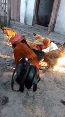 Backyard life in Ustyvytsia: chickens, a cat, and summer blooms