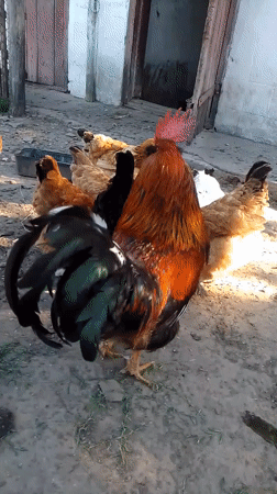 Backyard life in Ustyvytsia: chickens, a cat, and summer blooms