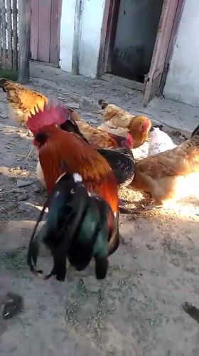 Backyard life in Ustyvytsia: chickens, a cat, and summer blooms