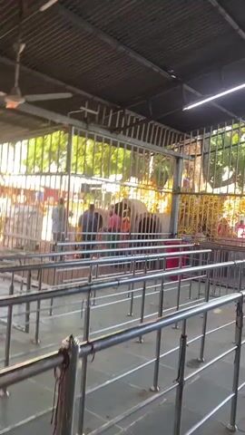This media file captures a scene within a fenced area, likely a temple or religious site, in Chinnambedu, India. Several people are visible, standing and interacting with what appears to be a large, cylindrical structure or installation. The structure is partly obscured by metal bars and railing, but it seems to have a hollow interior and is decorated with what looks like a statue or idol, adorned with flowers. Some individuals are leaning in towards the structure, possibly engaging in prayer or observation. The ground beneath them appears to be paved, and there are some small flames or embers visible, suggesting a ritualistic practice such as burning incense or offerings.

The setting is outdoors, under a covered roof structure supported by metal beams. Sunlight filters through the greenery of trees visible in the background, indicating it is daytime. The overall atmosphere seems to be one of reverence and activity, with a mix of individuals participating in the proceedings. The presence of metal railings suggests a controlled or guided visitor experience, perhaps a queue or viewing area. There are no discernible text elements visible in this clip. The time of day appears to be late morning or early afternoon, given the brightness of the light and the shadows cast. The weather seems clear and sunny.