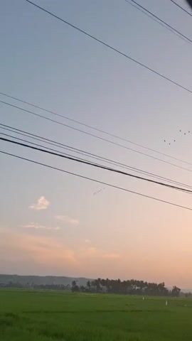 The video shows a rural landscape at dusk. A flock of birds flies in formation across a pale orange and blue sky. Below the sky, several power lines crisscross the frame. In the distance, a line of trees and buildings can be seen against a backdrop of rolling hills. In the foreground, a lush green field stretches out, likely a rice paddy. The video also captures utility poles and a transformer, indicating the presence of infrastructure in the otherwise natural setting. The lighting suggests the sun is low on the horizon, casting a warm, soft glow over the scene.