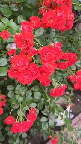 A close-up, slow-motion video shows bright red roses on a green leafy bush. The camera focuses on a cluster of roses in the foreground, with more out-of-focus roses and greenery in the background.