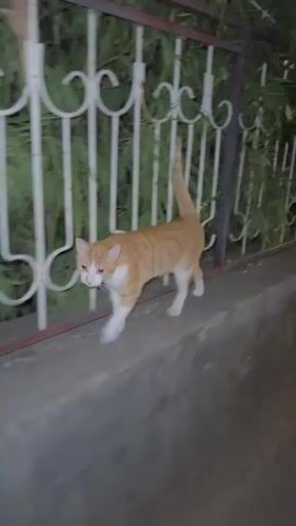 A ginger and white cat walks along a low concrete wall next to a white decorative metal fence at night. Green foliage is visible behind the fence. The cat is in focus and moves from left to right across the frame.