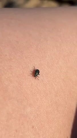 A macro shot of a small black beetle on a person's arm. The camera then pans to a blurry image of a shoe on the sand, then to a close-up of footprints in the sand, and finally to a wider shot of a sandy beach with a body of water and a sign. A person on a paddleboard is visible in the water.