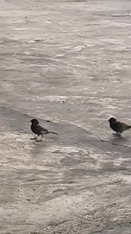 The video shows two small birds on a concrete surface. One bird is on the left and the other is on the right. The bird on the left walks forward and to the right. The bird on the right appears to be facing left. The scene then shifts to a view of trees in the background and a bird perched on a railing.