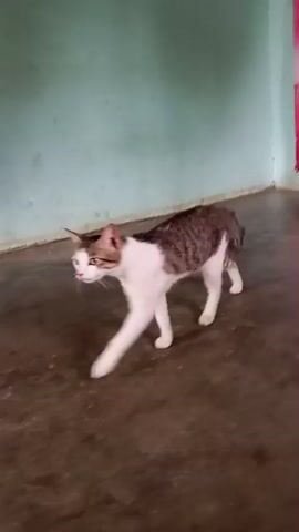 A cat with white and brown tabby markings walks across a floor. The cat has its left front leg extended. The cat is moving from left to right in the frame. In the background, a blue curtain is visible on the left. A greenish-blue wall is behind the cat. The floor appears to be made of concrete. The lighting is dim.
