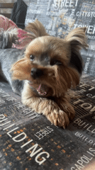 Yorkshire Terrier grooming behavior captured during early morning hours