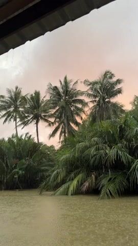 The video shows a view of a river with palm trees and other vegetation on the bank. It appears to be raining, as indicated by the ripples on the water's surface and the streaks of rain visible in the frame. The sky is overcast with a soft glow of sunset colors. The camera is positioned under an overhang, possibly a roof, and rain can be seen falling from it.