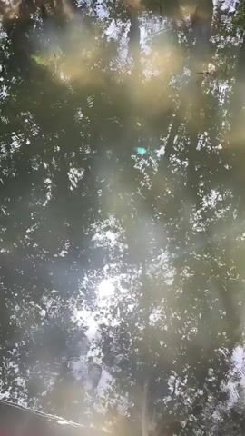 A reflection of trees and sunlight on the surface of water. The water appears to be moving, as evidenced by the ripples and distortions in the reflection. The lighting suggests it is daytime, with the sun shining through the tree canopy.