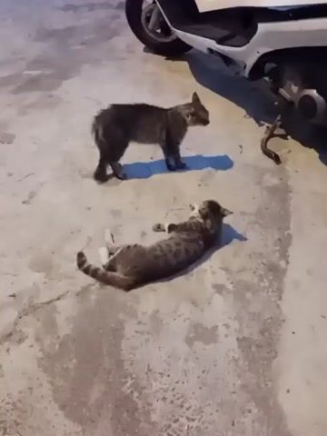 Two cats are on a concrete surface near a white scooter. One cat is standing facing right, and the other cat is lying on its back, looking towards the standing cat. The standing cat has grey and black tabby markings, and its tail is partially visible. The lying cat also has grey and black tabby markings, with its tail curled. The scooter is white and has a black wheel. The concrete surface appears worn and has some darker patches. The lighting suggests it might be evening or nighttime.