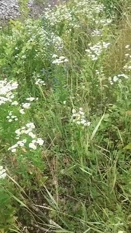 The video shows a field of wild flowers, likely in Bilany, Ukraine. The flowers are small and white, with yellow centers, and are growing in clusters among tall green grass and other vegetation. In the background, there is a pile of gravel, possibly indicating a roadside or construction area. The scene appears to be natural and undeveloped. The lighting suggests it is daytime, with the sun illuminating the field. There are no people or animals visible in the footage, and the focus is solely on the flora. The overall mood is peaceful and serene, showcasing the beauty of a natural landscape. No text is visible in the video.