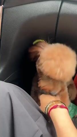 A small, light brown dog with floppy ears and dark eyes is being held by a person's hand inside what appears to be a car. The dog is in focus, looking directly at the camera and its mouth is open. The person's hand, adorned with several bracelets, is reaching towards the dog's face, possibly to pet or feed it. The background is dark and blurred, suggesting the interior of a vehicle. A red shopping bag with white lettering, partially visible, is behind the dog. The overall scene is casual and intimate, capturing an interaction between a pet and its owner.