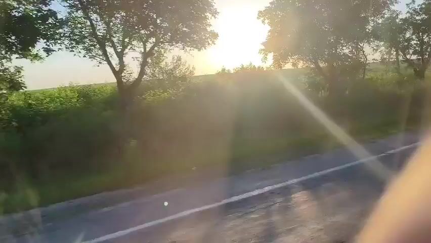 The video shows a side view from a moving vehicle, looking out at a rural landscape with trees lining the side of a road. The sun is setting or rising, casting a warm glow through the leaves of the trees and illuminating a field of green crops in the background. The road itself is visible in the foreground, with tire tracks and sunlight dappling its surface. There are no people or animals visible in the footage. The overall impression is one of a peaceful, serene drive through the countryside.