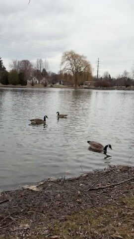 The video shows three Canada geese swimming in a lake on an overcast day. The foreground consists of a muddy shoreline with fallen leaves and twigs. Beyond the geese, across the lake, are houses and trees, including a large willow tree with drooping branches. Utility poles and wires are also visible in the background against the grey sky. The water has small ripples and reflects the sky. The geese are swimming calmly.