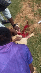 Two men slaughter goat outdoors in Gwagwalada, Nigeria