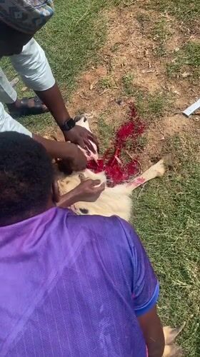 Two men slaughter goat outdoors in Gwagwalada, Nigeria