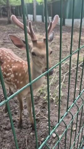 A young deer with velvet antlers stands behind a green fence, looking at the camera. The deer is brown with white spots. The ground is muddy and covered with straw and debris. In the background, there is a row of white structures and trees.