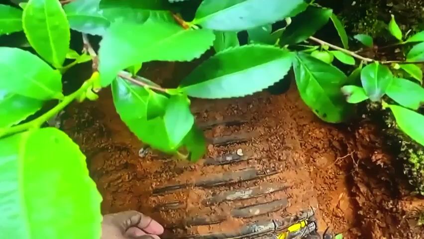 The video shows a close-up view of a person's hands digging in soil near a plant. The hands are wearing blue gloves. The soil appears to be covering some kind of buried structure. The structure is made of horizontal, dark-colored elements embedded in the soil. A yellow object, possibly a tool or container, is visible near the structure. The environment is lush and green, with leaves and moss visible. The person is digging and moving soil around the buried structure.