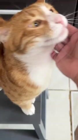 A hand pets an orange tabby cat. The cat has white markings on its face and chest. The cat is leaning into the petting motion. The background appears to be indoors, with dark cabinets and some shelving visible.