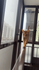 Woman shares quiet morning moments with cats in Kazan