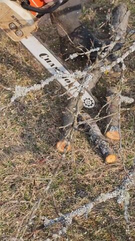 The video shows a person cutting small branches with a chainsaw on a dry, grassy field. The chainsaw, a Stihl with a Champion blade, is being used to cut through the branches into smaller pieces. The branches are covered with a light-colored lichen, indicating that they are dry and dead. The ground is covered in dry grass and some dead leaves. The video is shot from above, providing a clear view of the sawing process.