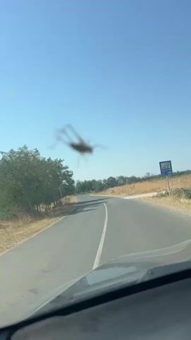 A video taken from inside a vehicle shows a road with trees and dry grass on either side under a clear blue sky. A large grasshopper is visible flying in front of the windshield. The vehicle appears to be moving forward on the paved road. The video is short and consists of only a few seconds.