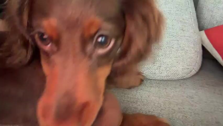 A close-up, shaky video shows a brown dachshund puppy lying on a couch. The puppy is facing the camera and its mouth is open. The puppy then turns its head to the side and its ears flop. The camera is not steady and the video is blurry in parts.
